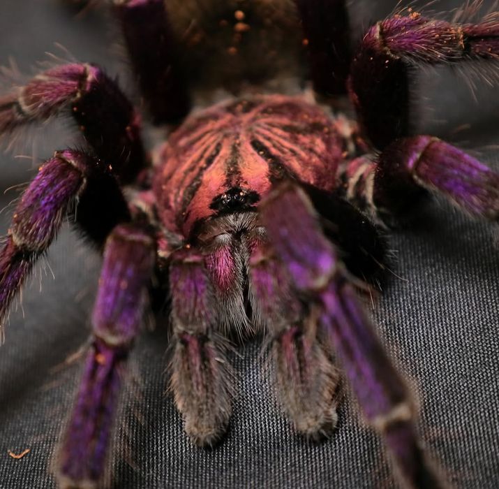 Pamphobeteus sp. Machala L2