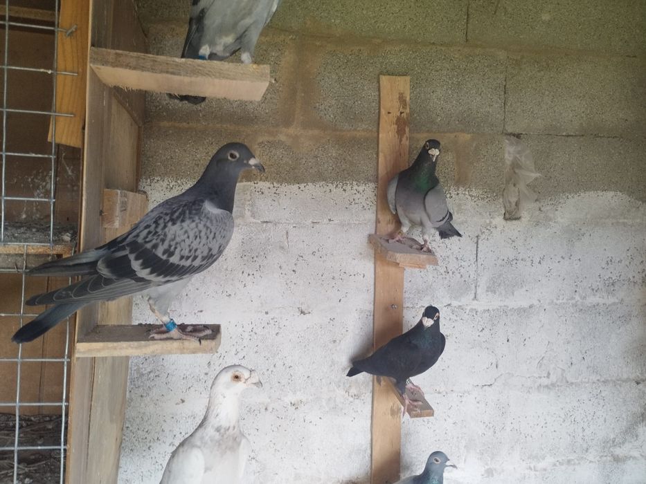 Pombos Correio para venda