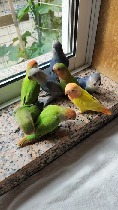 Vendo Agapórnis domesticados e super meigos