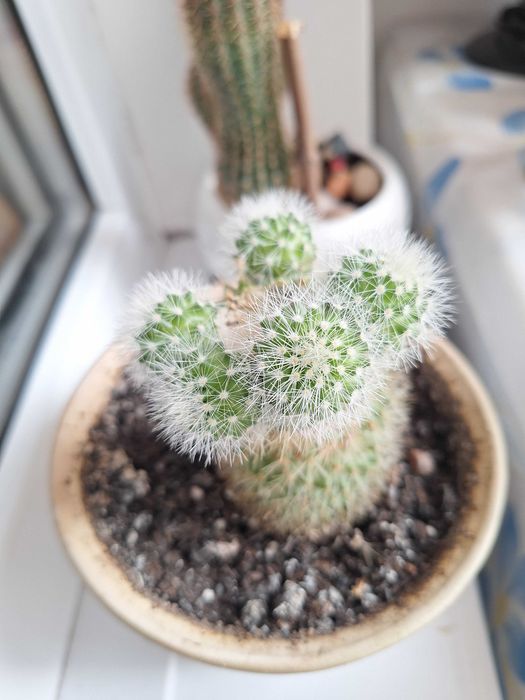 Вазони, кактус, кактуси