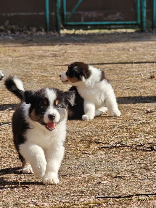 Owczarek australijski