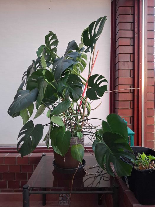 Monstera roślina ozdobna