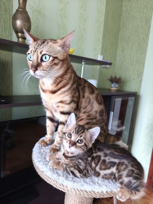 Бенгальские котята
