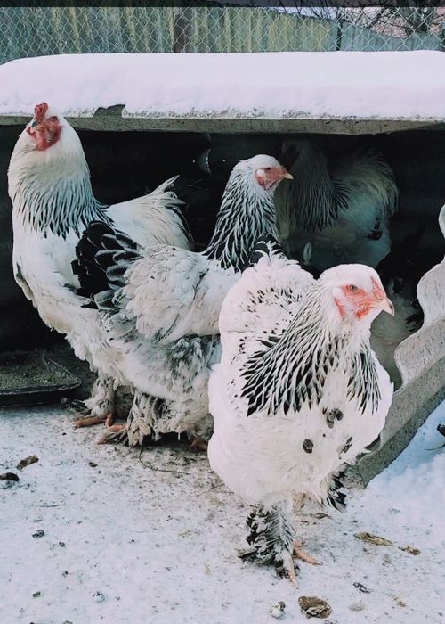 Продам инкубационное яйцо курей породы Брама светлая (Колумбия)