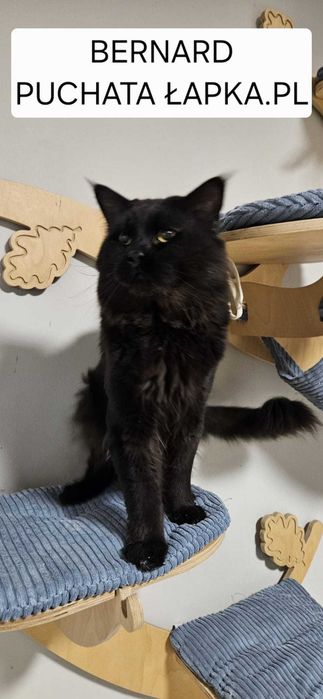 Kotka Maine Coon Kaja