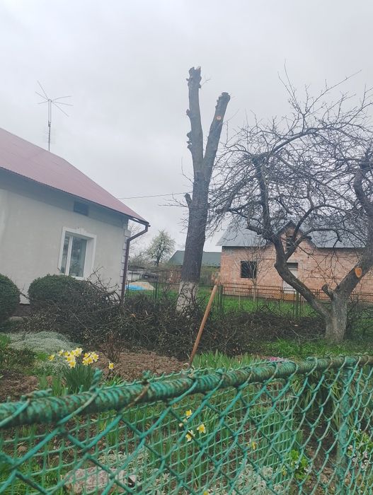 Стовбур дерева, груша