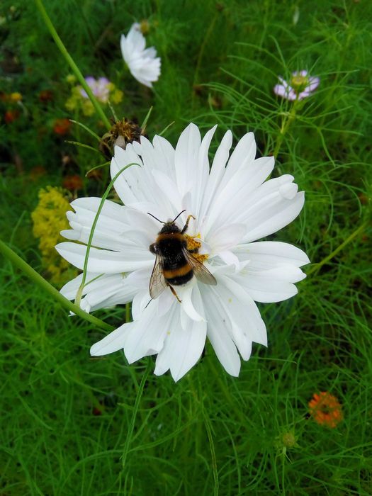 Циннія, айстра, чорнобривці мікс насіння