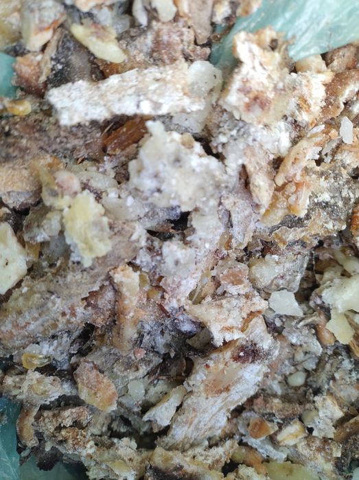 Maść krem z żywicy Świerkowej