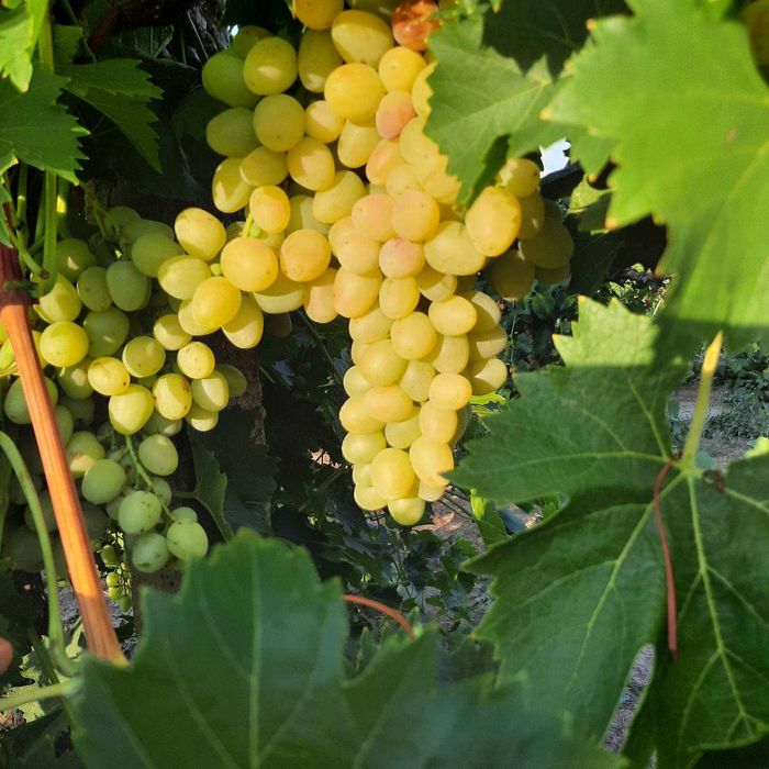 столовый виноград