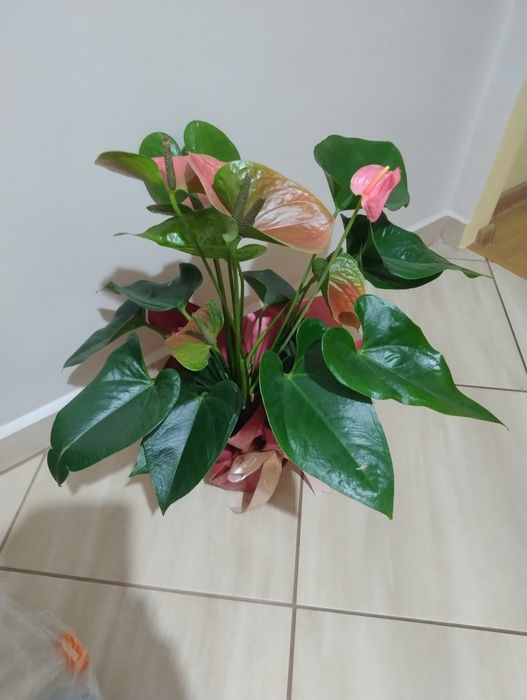 Sprzedam anthurium duże