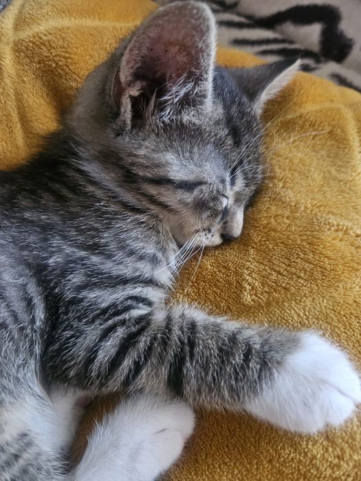 Mały Dyzio do adopcji