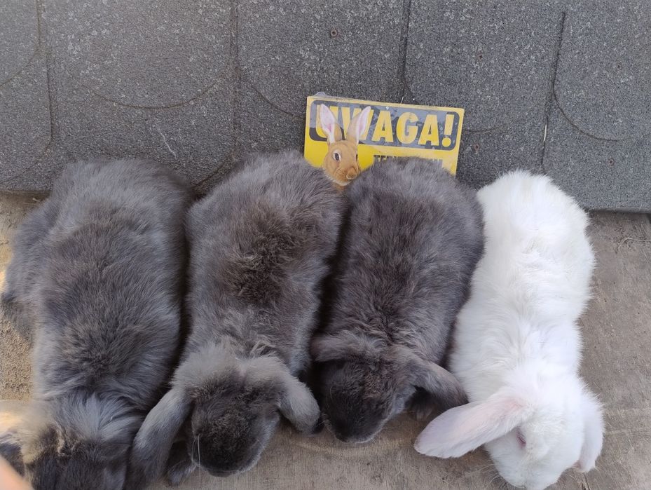 Młode króliki baran francuski