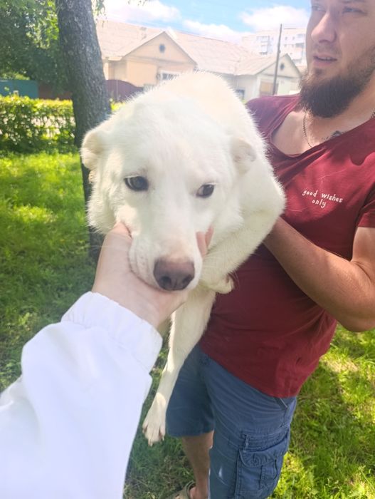 дівчинка Блонда шукає родину