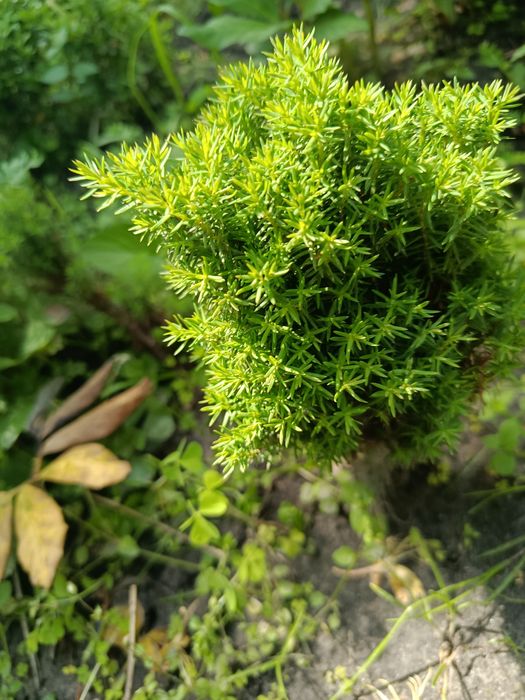 Туя Тедді кущики