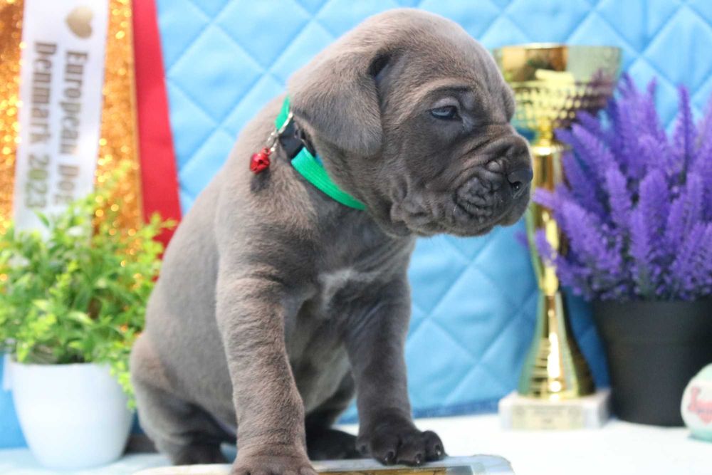 Кане Корсо- супер дітки