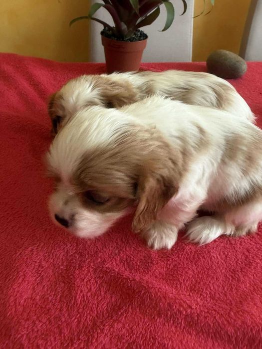 Cavalier King Charles Spaniel  cudowna suczka