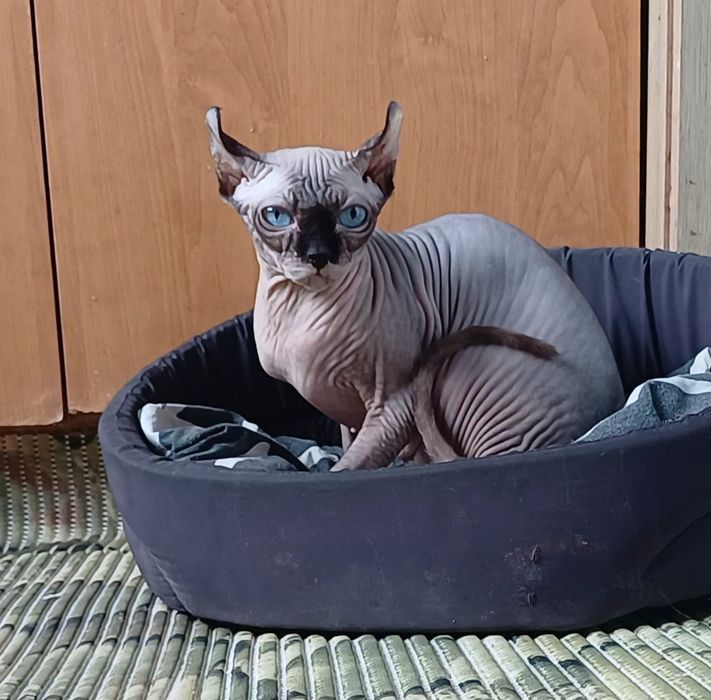 Продам котят сфинкс