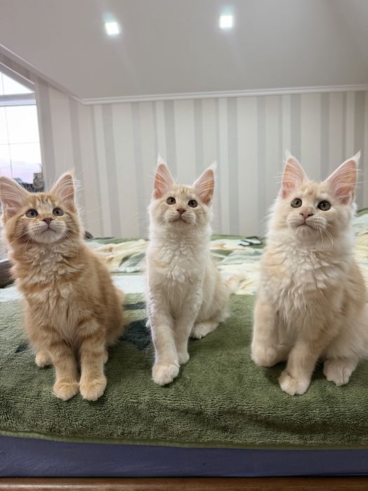 Кошенята Мейн Кун