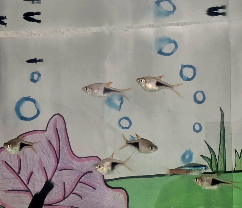 Aquario aquatlantis 60L como novo