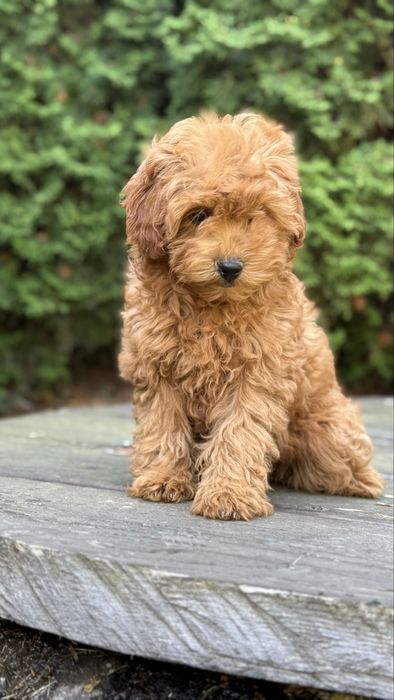 Мальтіпуха дівчуля