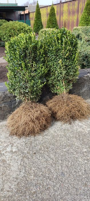 Самшит вічнозелений 2025