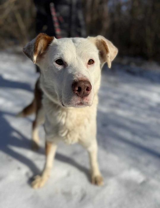 Oreo - słodki psiak który szuka domu