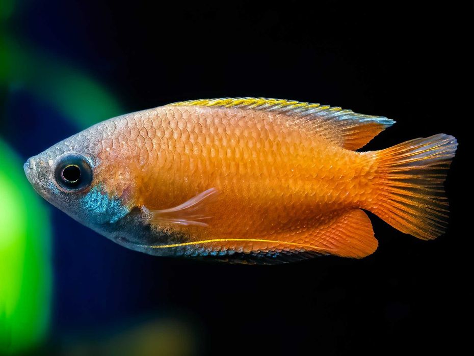 Trichogaster chuna Prętnik trójbarwny – miodowy