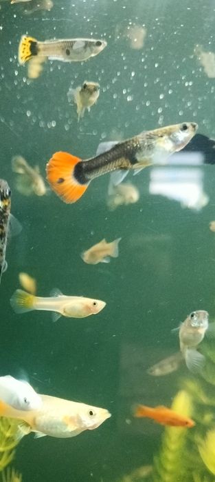 gupiki rybki akwariowe