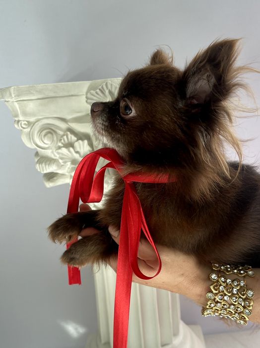 VIP Чіхуахуа елітна шоколадна