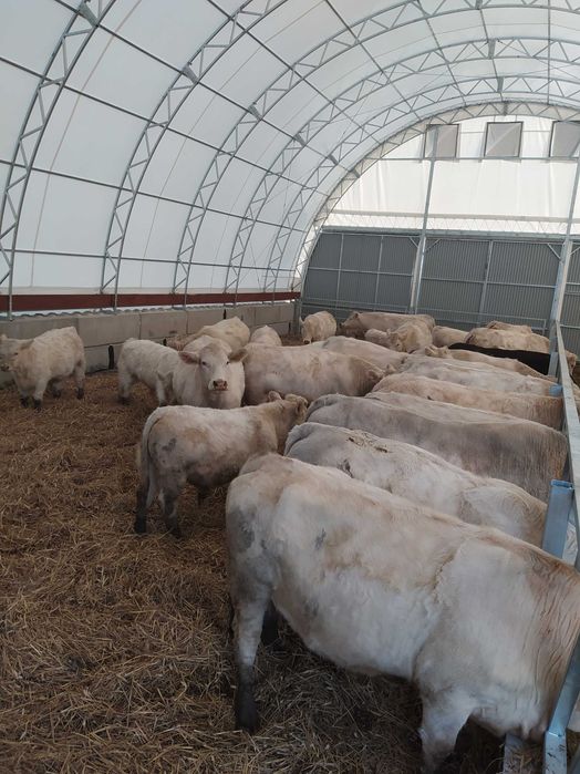 Charolaise Jałówki i krowy  100 %=rasy