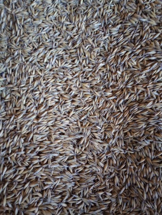 Owies jary Bingo dla konia koni koń królik