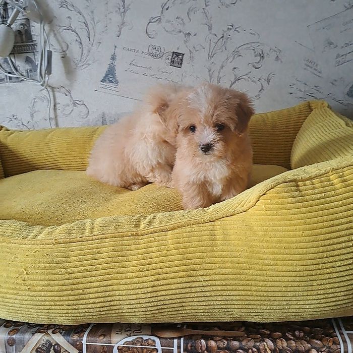 Мальтипу,мвльтипушки,f1.карамель,крем беби фейс