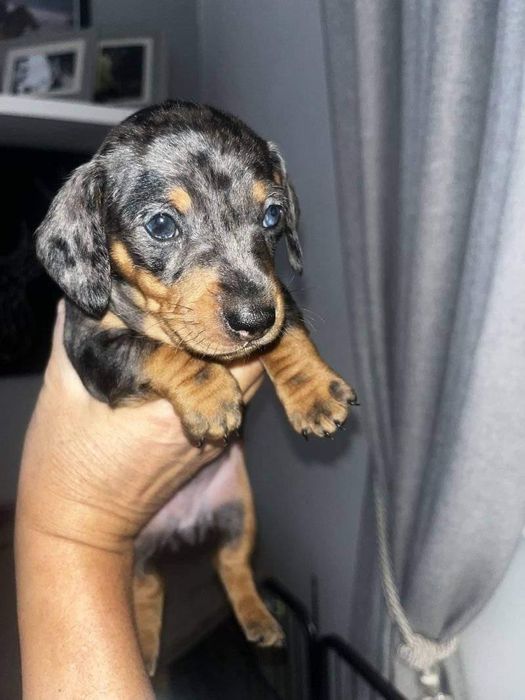 Продаються таксята мерле