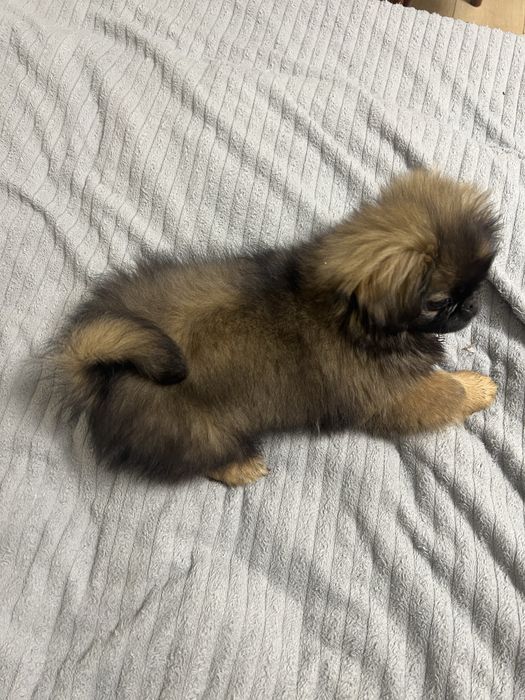 Маленькі Песики пекінеси