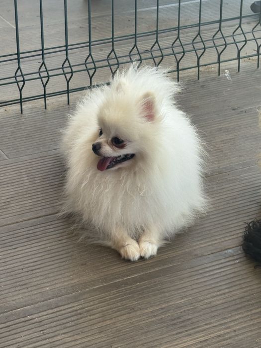 Lulu da Pomerânia Mini Mini