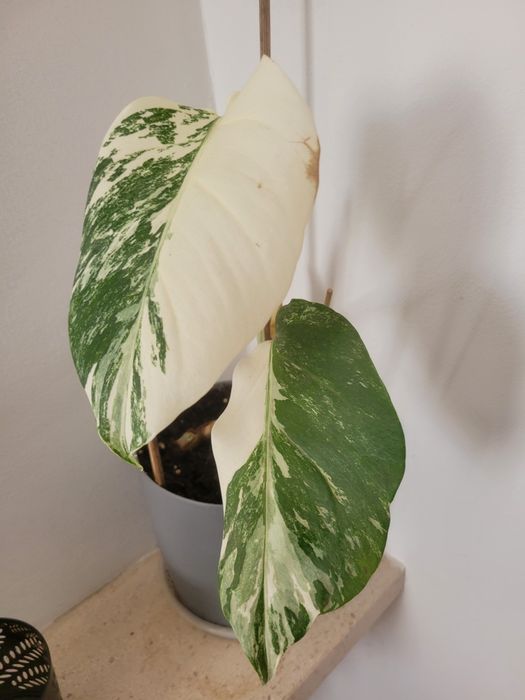 Planta Monstera deliciosa albo variegata