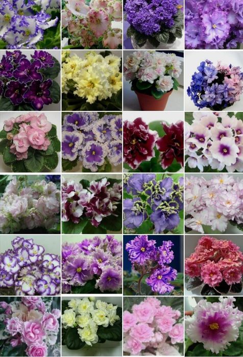 Продам діток сортової фіалки по 40 грн за 1 кущик