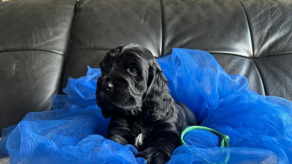 Cocker spaniel inglês