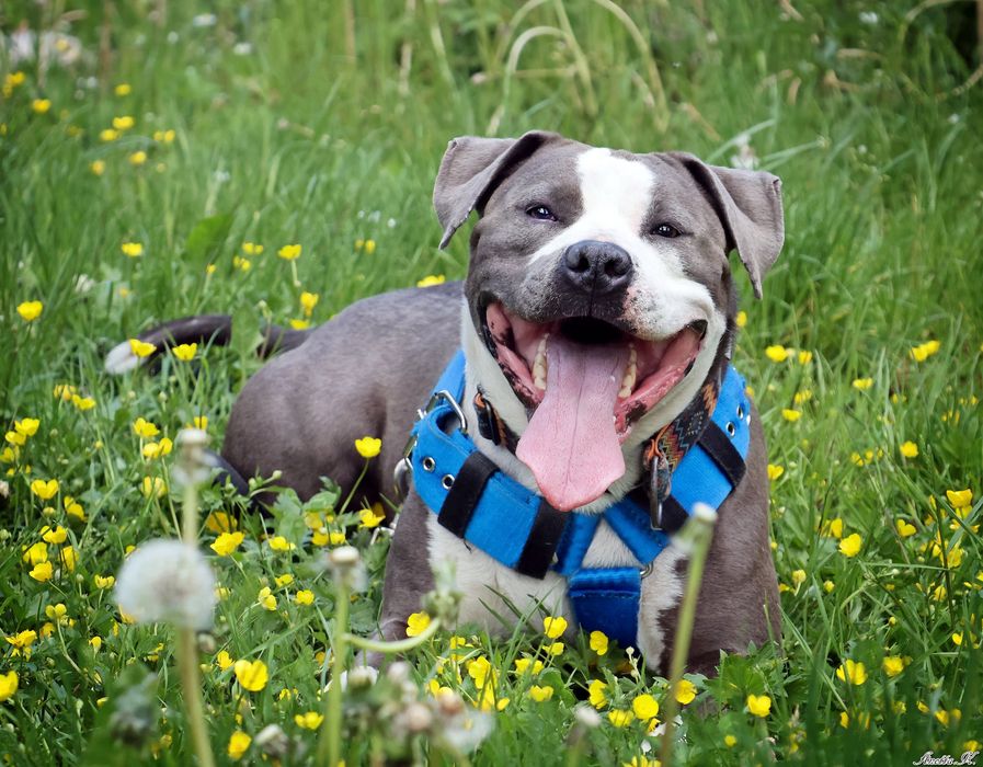 Burbon - amstaff szuka odpowiedniego domu
