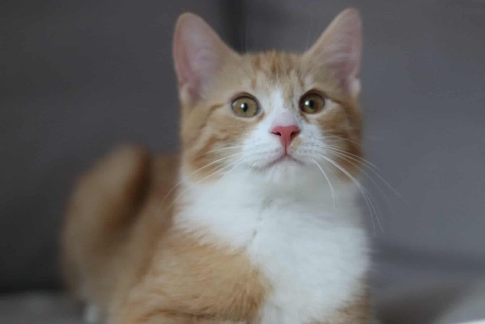 Szaraczek i Lisek - urocze maluchy szukają wspólnego domu