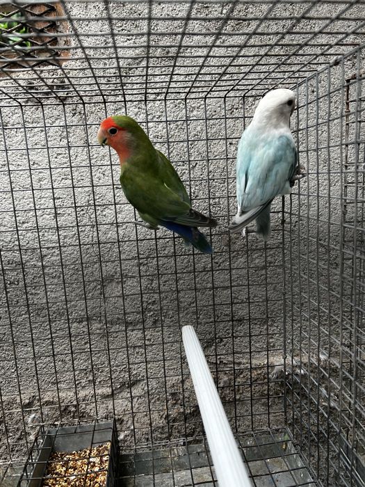 Casal Agapornis 2025