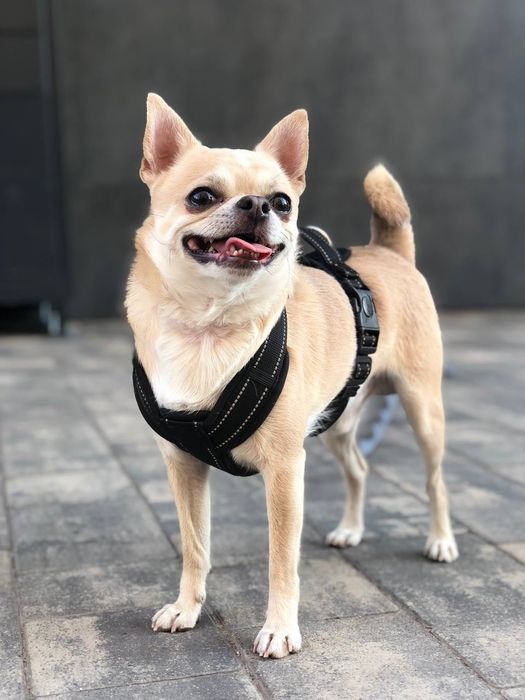 Вязка собак чихуахуа