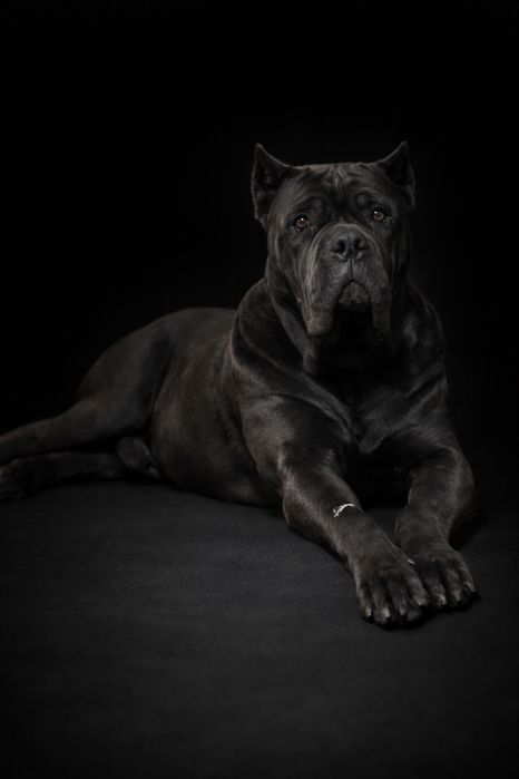 Кобель кане корсо для вязки!