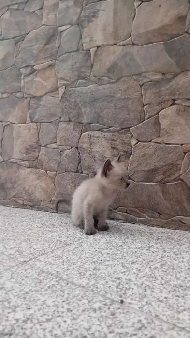 Gatinhos para adoção
