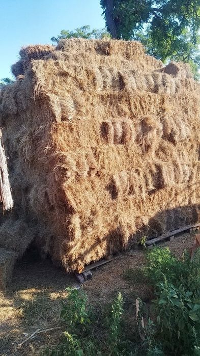 Сіно лугове цьогорічне