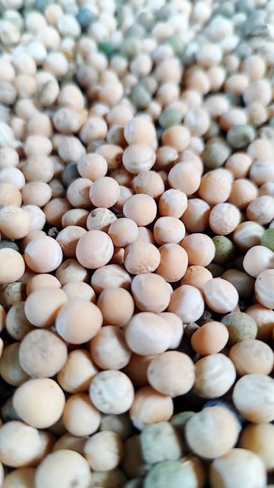 Groch Groch sprzedam