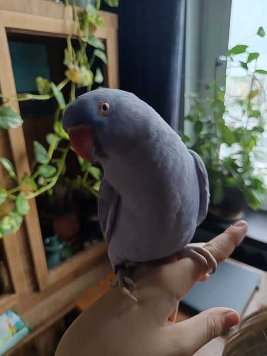 Papuga ręcznie karmiona, oswojona. Młoda z maja 2025r.