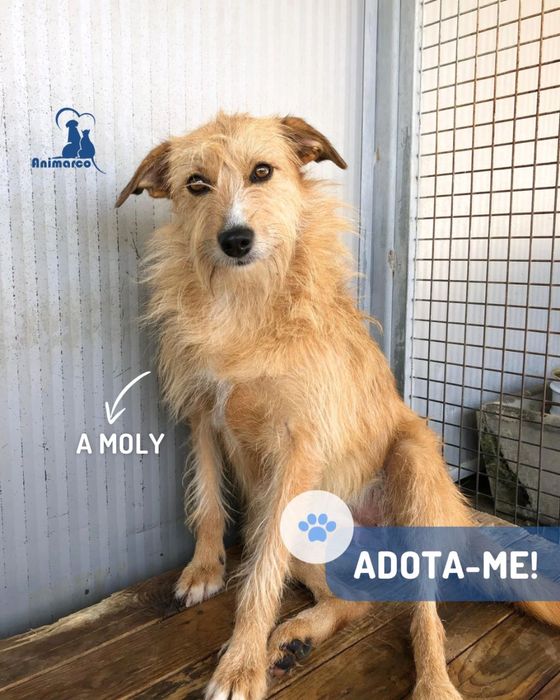 Moly - cadela jovem porte medio para adocao
