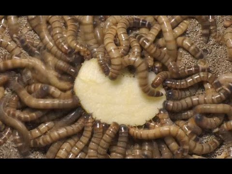 Зоофобас,мучной борошняний червь