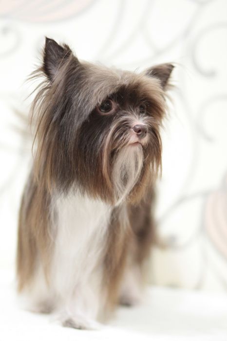 Шоколадный Биро Йорк Вязка